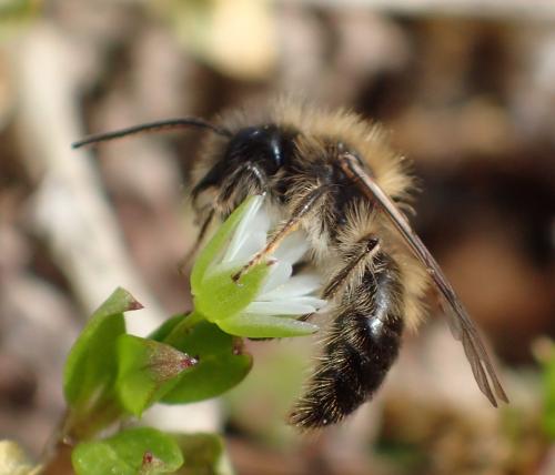 Réf. 276 203 : Andrena sp.